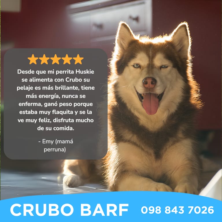 Fotografía de un perro Husky con pelaje brillante y ojos azules, recostado en interior con luz natural. Sobre la imagen aparece un testimonio de una dueña que otorga cinco estrellas a Crubo BARF, destacando que su perrita ganó peso, mejoró su energía y no volvió a enfermarse gracias a la alimentación natural. En la parte inferior se lee “CRUBO BARF” y un número de contacto 098 843 7026.