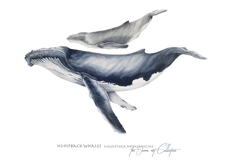Fine art watercolour illustration humpback whale Fine art watercolour illustration humpback whale