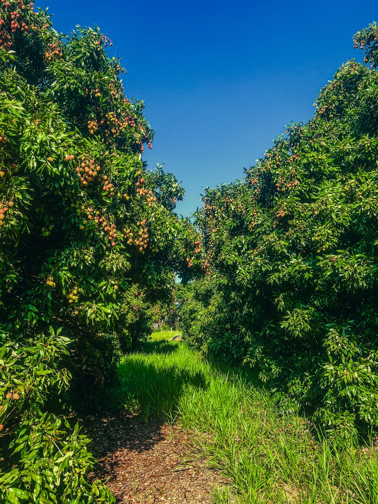 Vista de um pomar de lichias (licheiras) com as árvores carregadas de frutos vermelhos e rosados. A composição simétrica mostra um caminho de terra com grama alta que se estende para o fundo, emoldurado pela densa folhagem verde e sob um céu azul intenso. Vista de um pomar de lichias (licheiras) com as árvores carregadas de frutos vermelhos e rosados. A composição simétrica mostra um caminho de terra com grama alta que se estende para o fundo, emoldurado pela densa folhagem verde e sob um céu azul intenso.