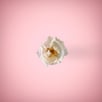 White flower in pink background