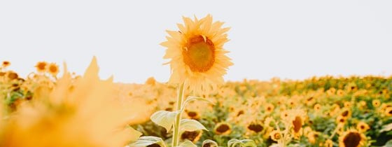 yellow sunflower field during daytime