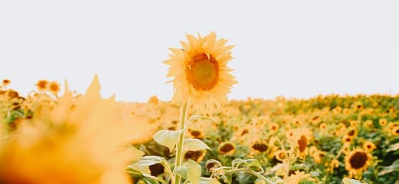 yellow sunflower field during daytime