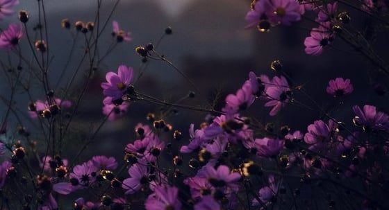 purple flowers with yellow and white sun light