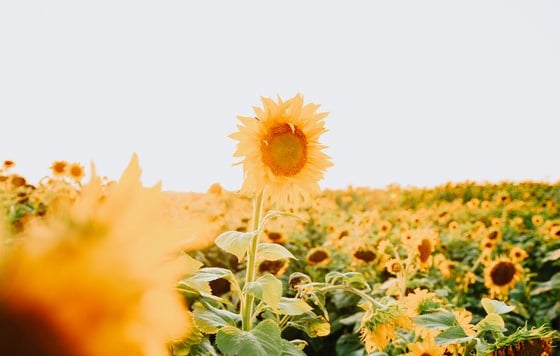 yellow sunflower field during daytime