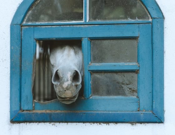white short coated dog in blue window