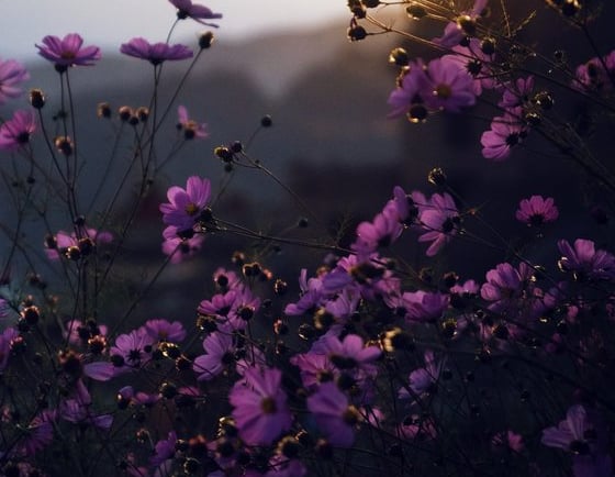 purple flowers with yellow and white sun light