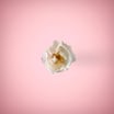 White flower in pink background