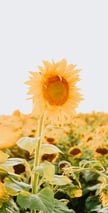 yellow sunflower field during daytime