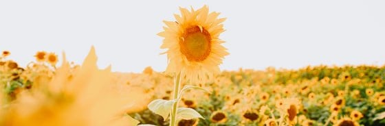 yellow sunflower field during daytime