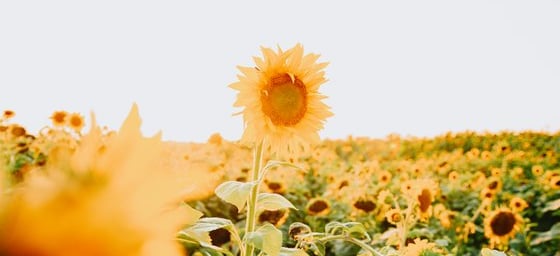 yellow sunflower field during daytime