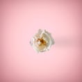 White flower in pink background