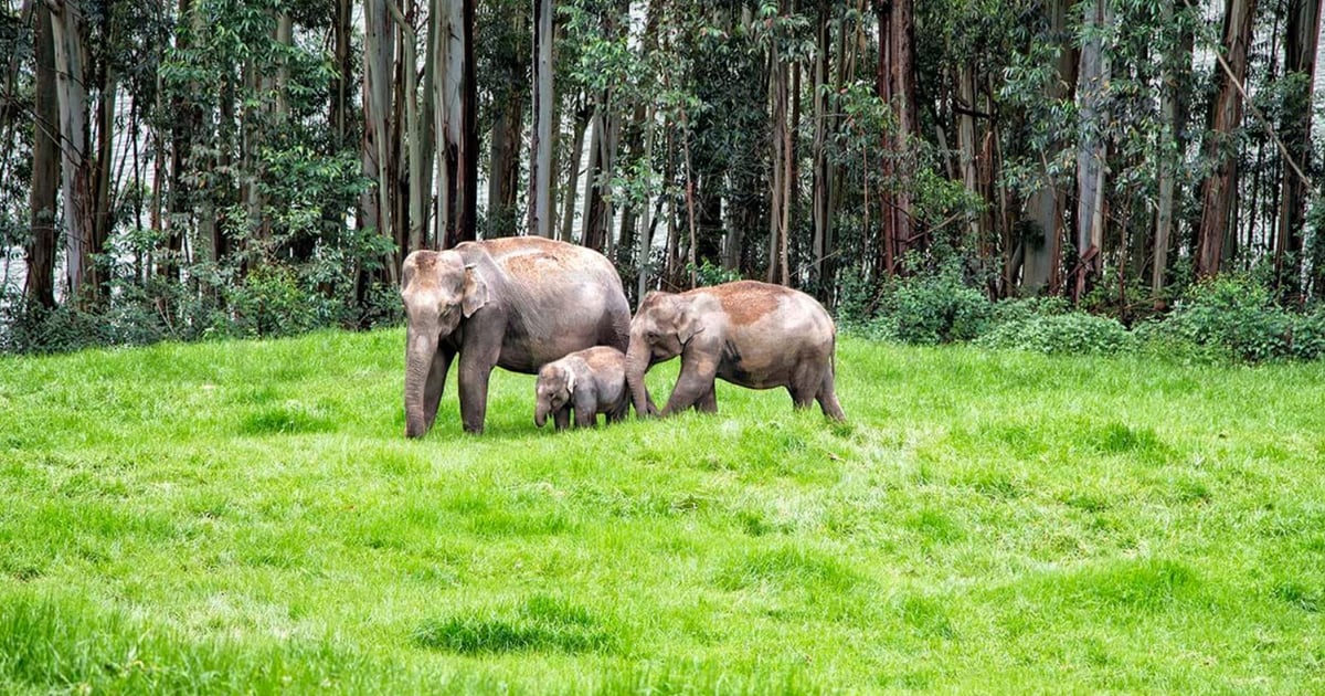 Elephant Tour, Munnar