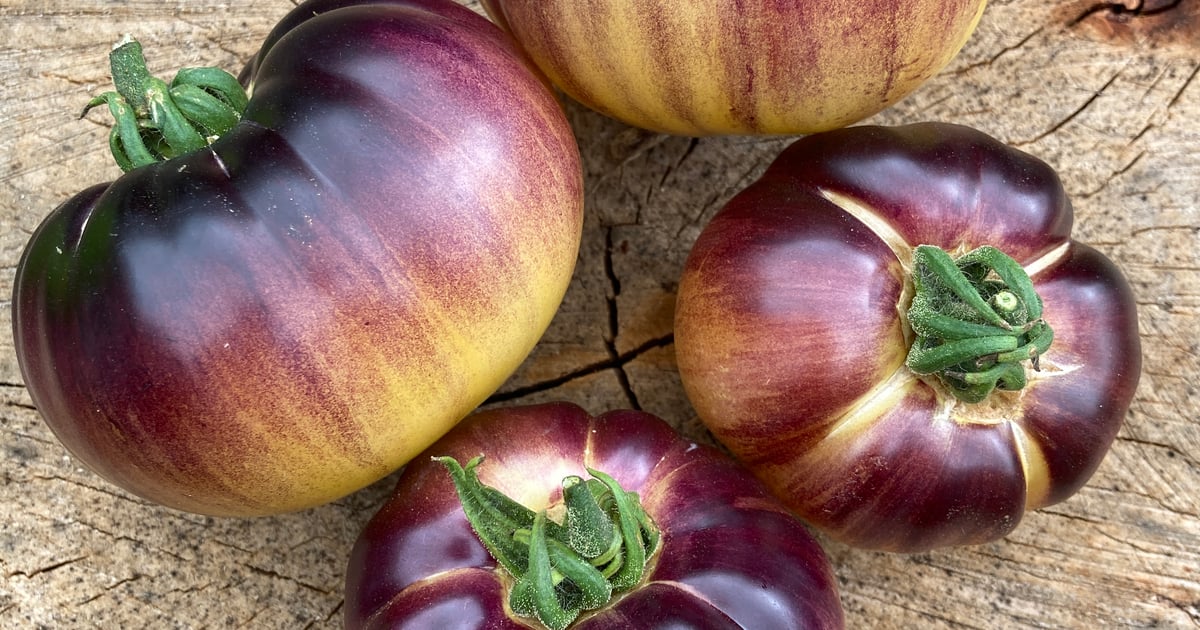 Great White Blue tomato seeds, large pale yellow and purple