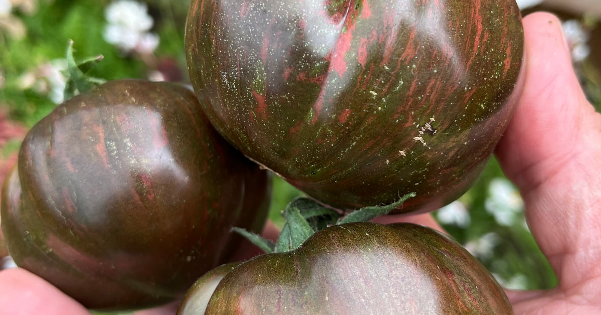 Blood Moon NRTomatoseed heirloom tomato seeds