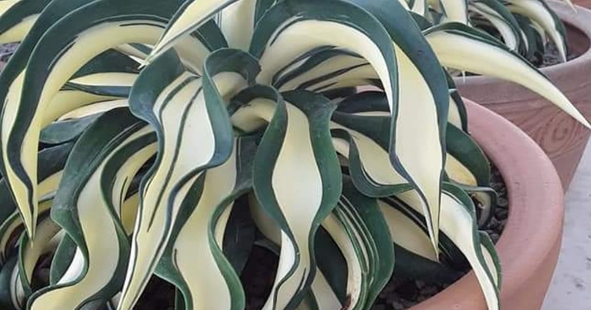 Collector Agave - MP Variegated Agave Desmetiana - -アガベ デスメティアナ'mutate  white' - 鸚鵡白中斑 - 龍舌蘭専門店 - US Stock - 植物検疫証明書付きで出荷 | Floral Exotica