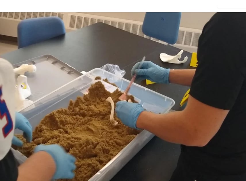 Forensic Anthropology With 3D Printed Bones 利用 3D 列印骨骼進行法醫人類學 | 香港中小學一站式採購