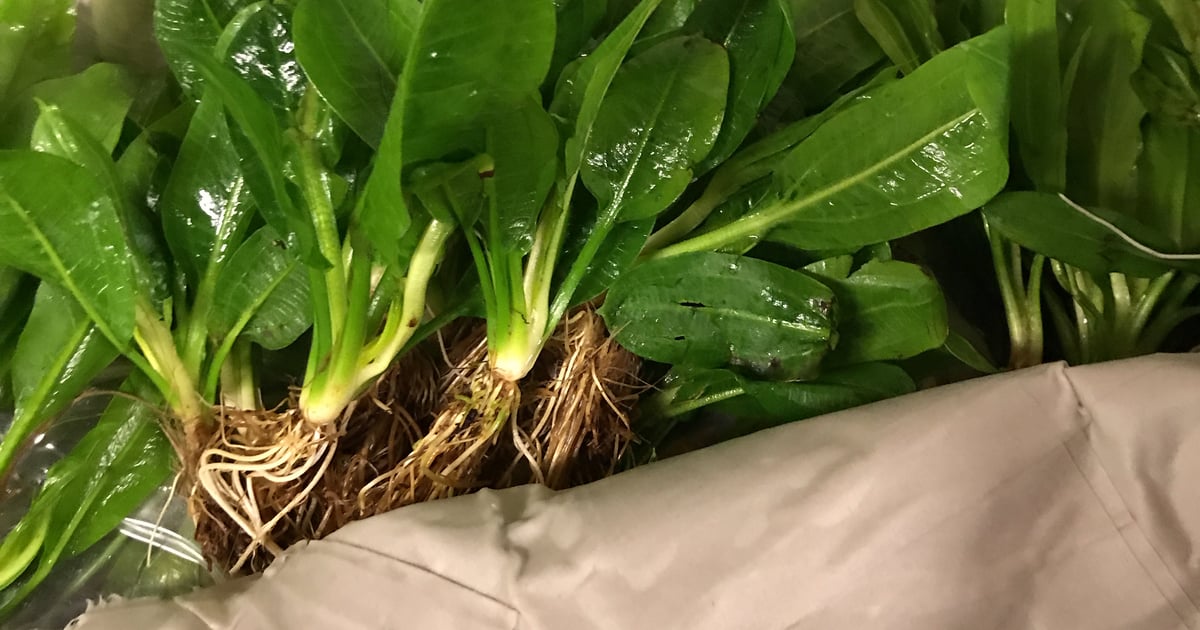 Sword Amazon Compacta Warrior Planted Tanks