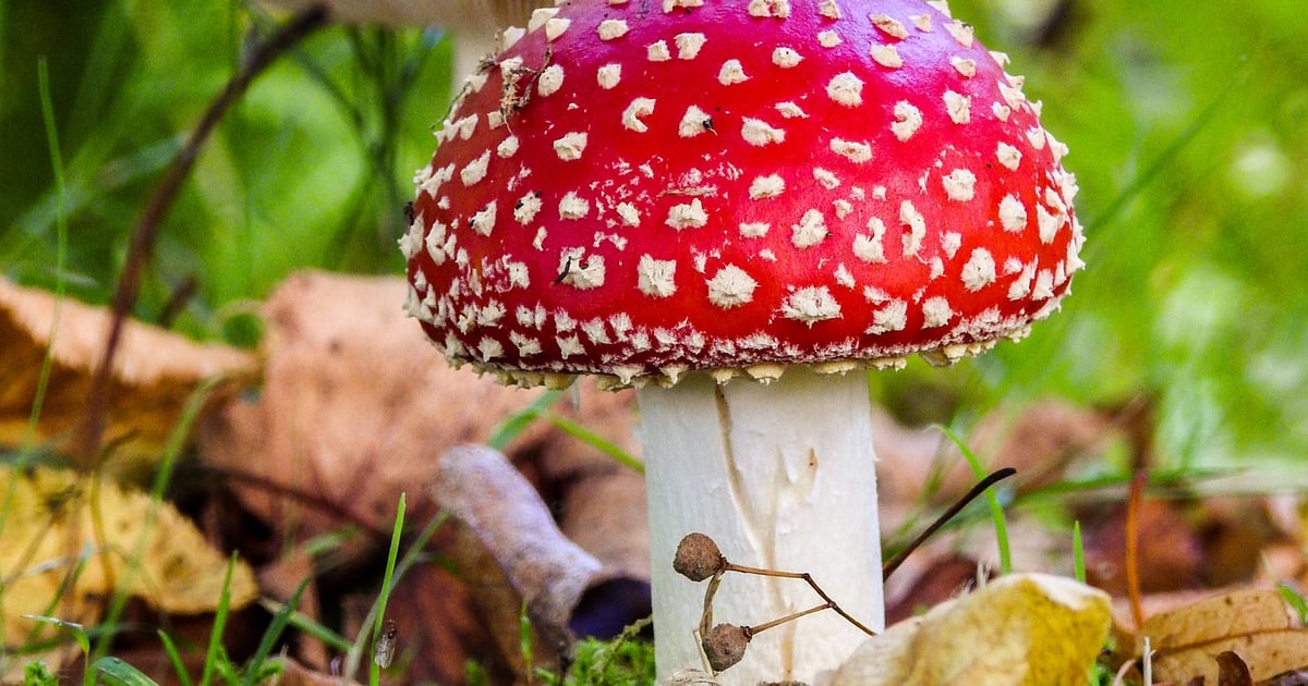 Amanita Muscaria Powder 3 oz Dried Caps Fly Agaric Buy dried A