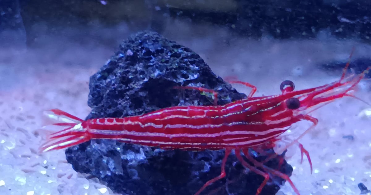 Red Line Sulawesi Shrimp | Sulawesi Shrimp USA - The USAs Largest ...