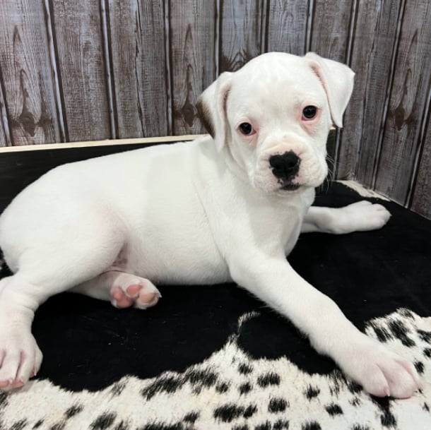 Name stella boxer puppy spot