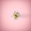 White flower in pink background