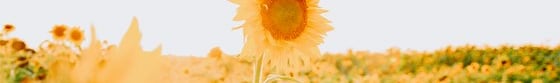 yellow sunflower field during daytime