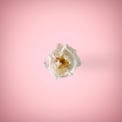 White rose in a ping background