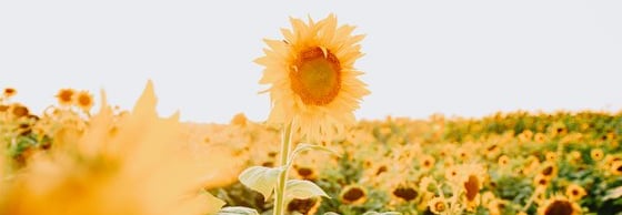 yellow sunflower field during daytime