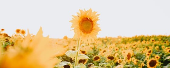 Psychotherapie und Coaching Angebote