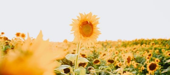 yellow sunflower field during daytime