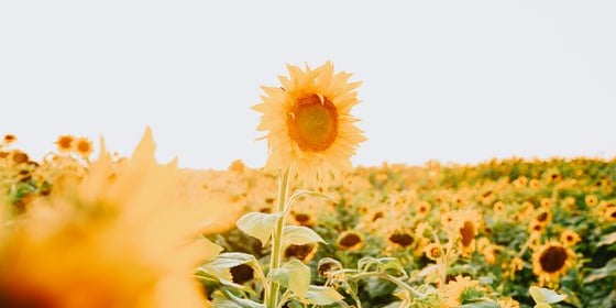yellow sunflower field during daytime