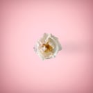 White flower in pink background