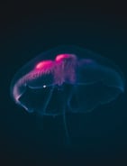 blue and white smoke illustration