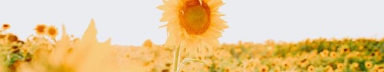 yellow sunflower field during daytime