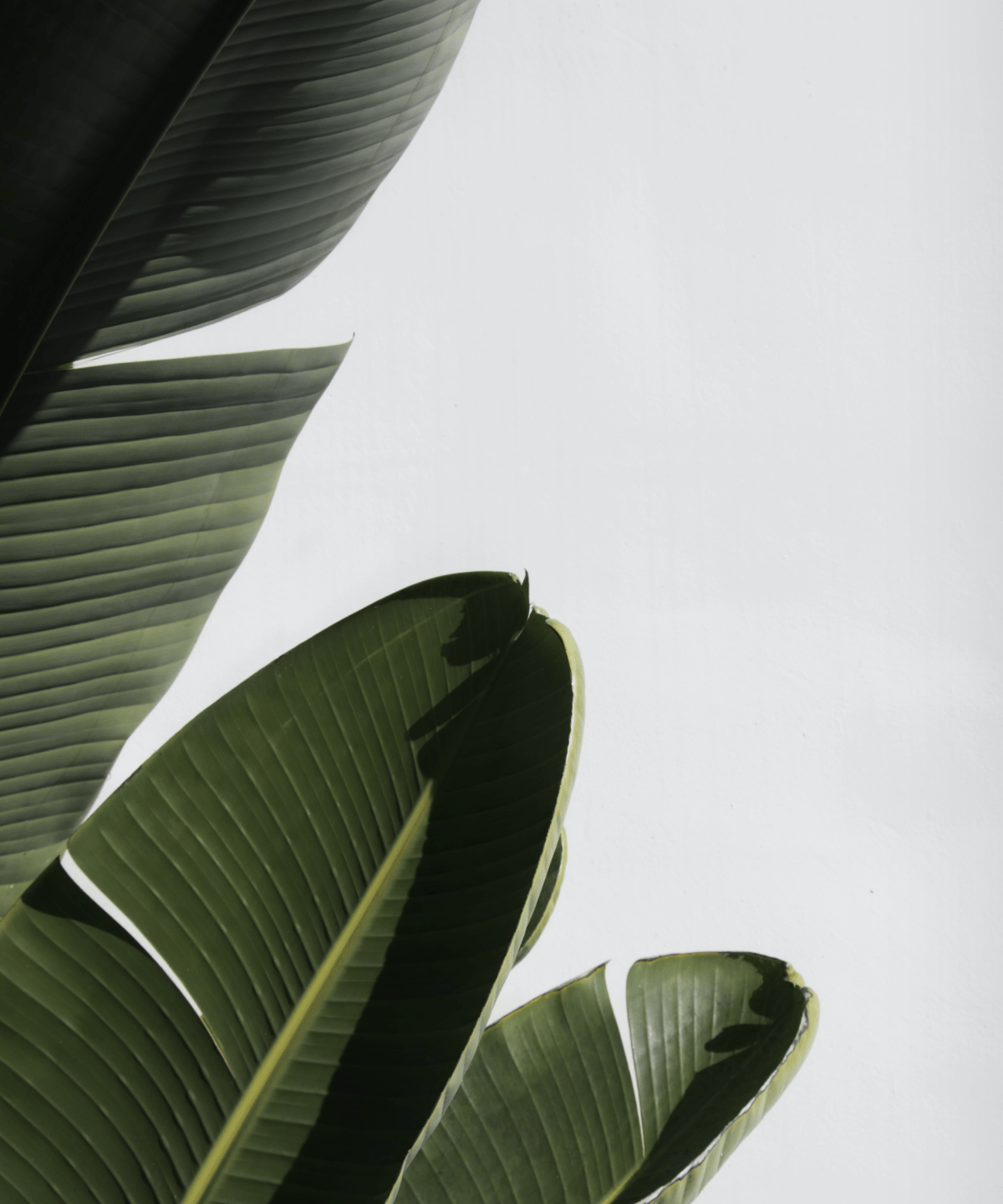 Plant leaves in white background