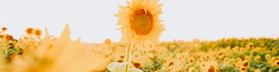 yellow sunflower field during daytime