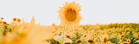 yellow sunflower field during daytime