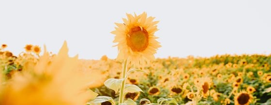 yellow sunflower field during daytime