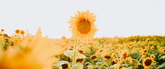 yellow sunflower field during daytime