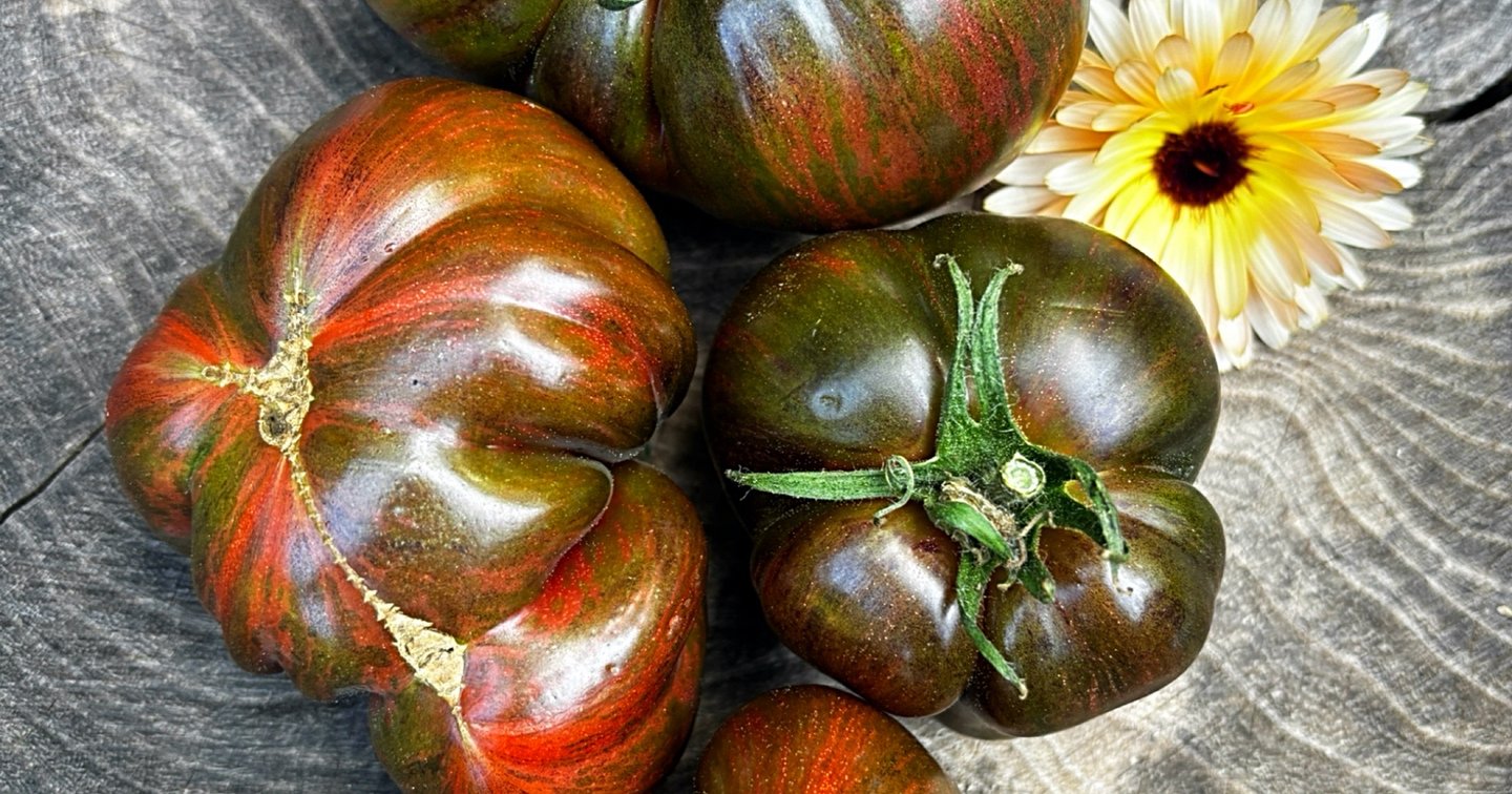 Blood Moon Tomato A Stunning Heirloom Variety Seed Envy Unique