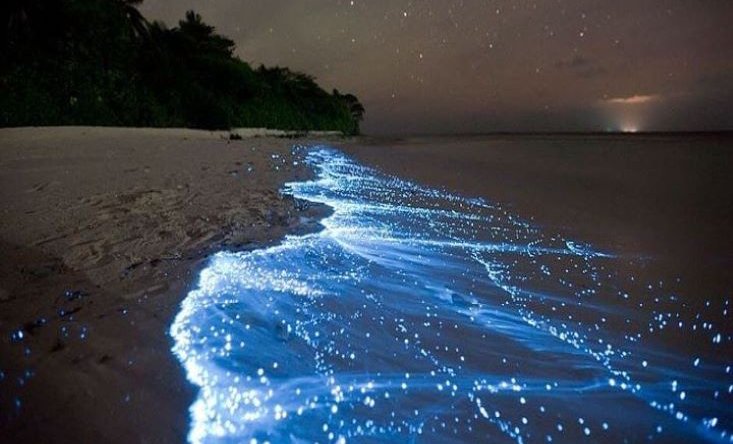 Glowing Plankton Tour: Night Swimming Adventure | Sunrise Dive Tour