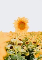 yellow sunflower field during daytime