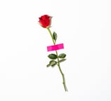 red rose with green leaves