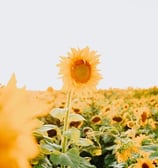 yellow sunflower field during daytime