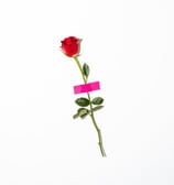 red rose with green leaves
