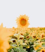 yellow sunflower field during daytime