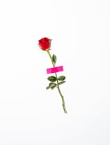 red rose with green leaves