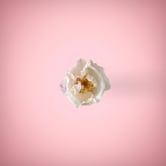 White flower in pink background