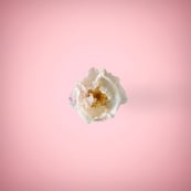 White flower in pink background