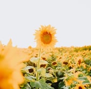 yellow sunflower field during daytime